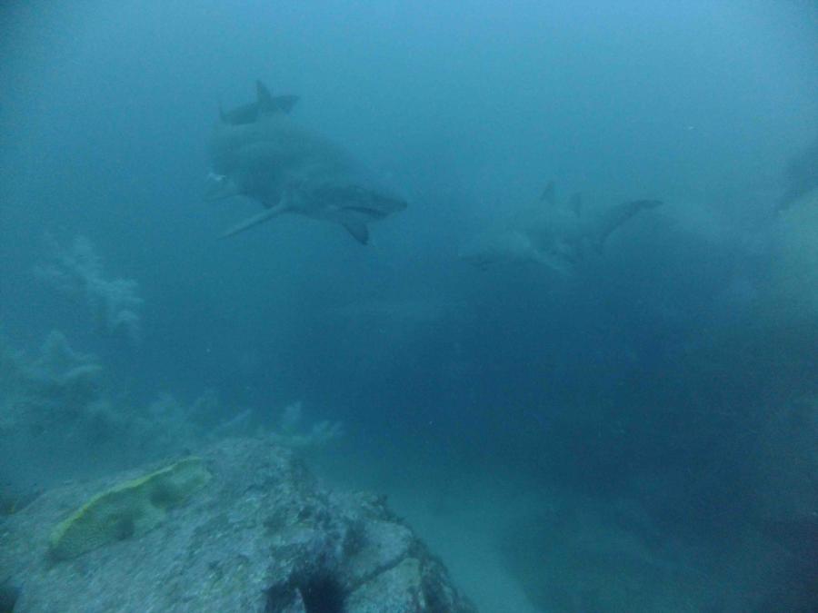 Fish Rock Cave - Shark!