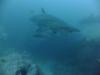 Grey Nurse Shark - down_under_diver