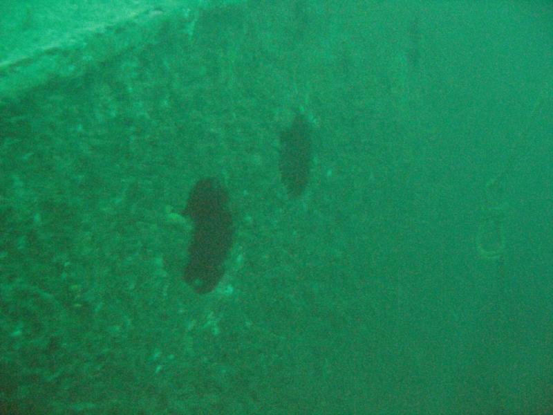 Chester A. Poling Wreck - Portholes