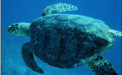 Dry Tortugas National Park - Sea Turtle