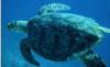 Dry Tortugas National Park - Sea Turtle