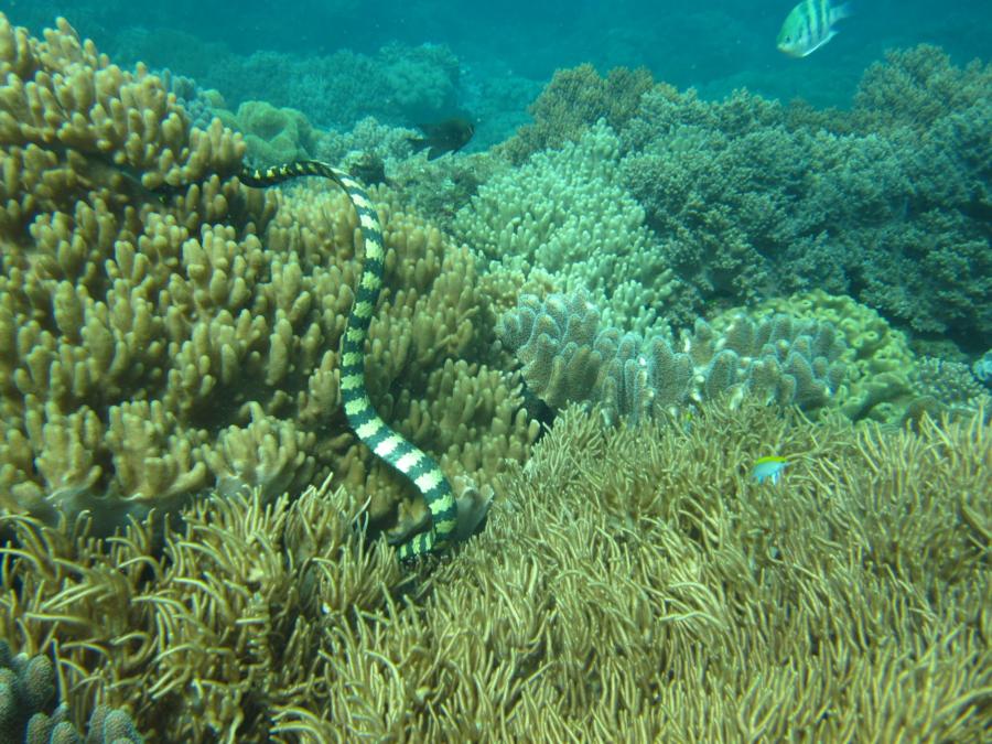 Junkyard - Typical live coral garden with a friendly sea snake