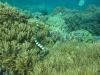Typical live coral garden with a friendly sea snake
