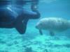 MANATEEs will follow if they want too