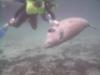 Crystal River - Manatee’s - MANATEEs like being touched