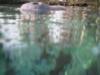 Crystal River - Manatee’s - MANATEE nose