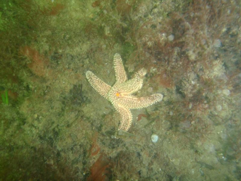 Fort Wetherill - Sea star all bunched up