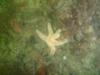 Fort Wetherill - Sea star all bunched up