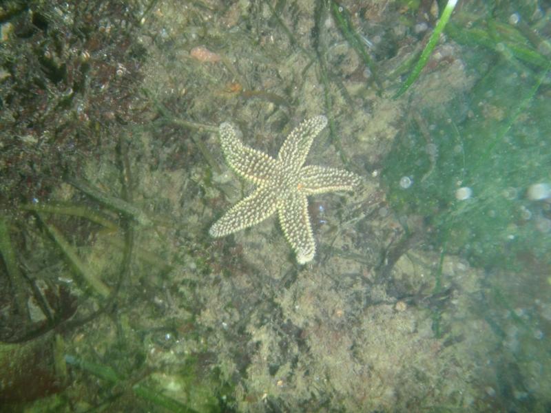 Fort Wetherill - Strangely colored sea star