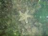 Strangely colored sea star