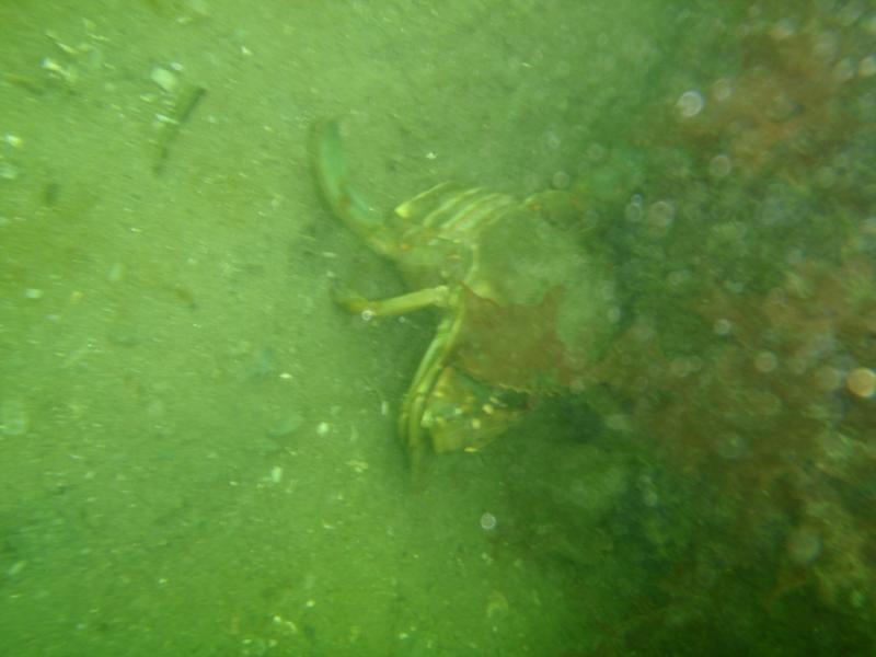 Fort Wetherill - Crab