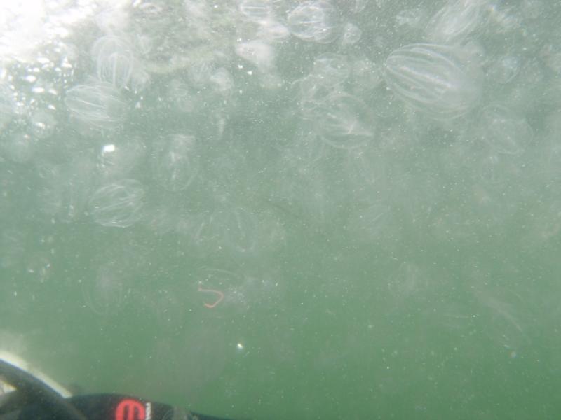 Fort Wetherill - Concentration of sea jellies near shore