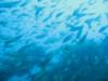 Lots of Fish