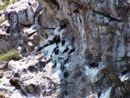 Islas Marietas - Puerto Vallarta Blue Food Booby Bird  MARIETAS