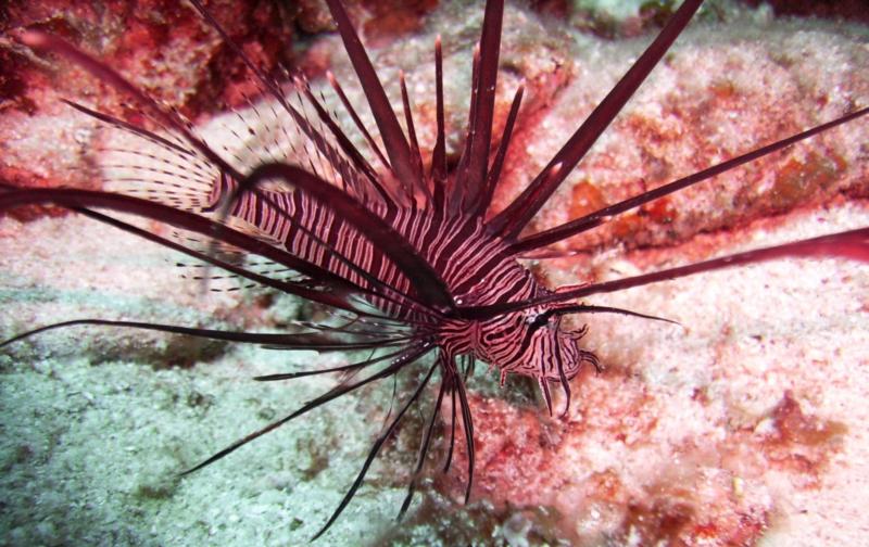 North Zamami-jima - Lionfish