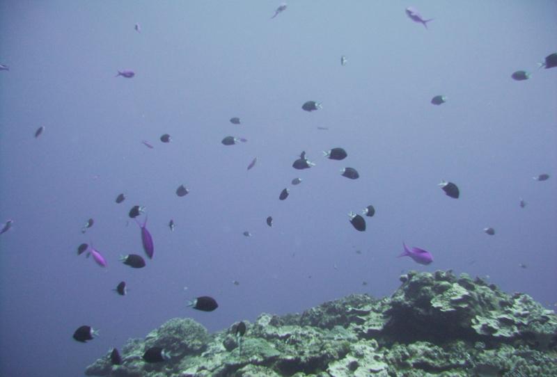 North Zamami-jima - Reef & fish
