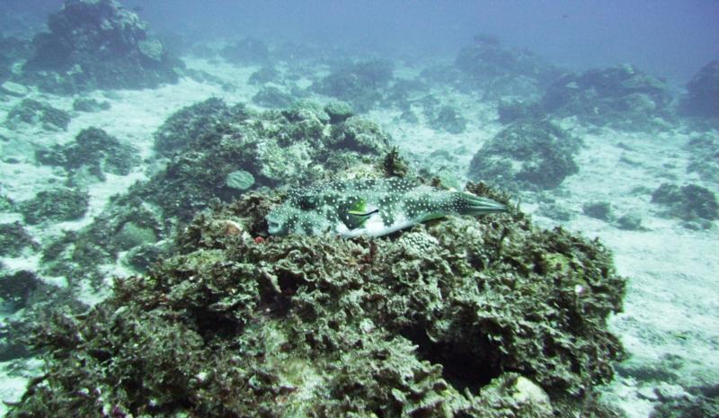 North Zamami-jima - Spotted puffer