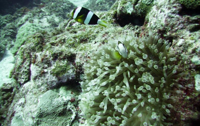 North Zamami-jima - Anemone & fish