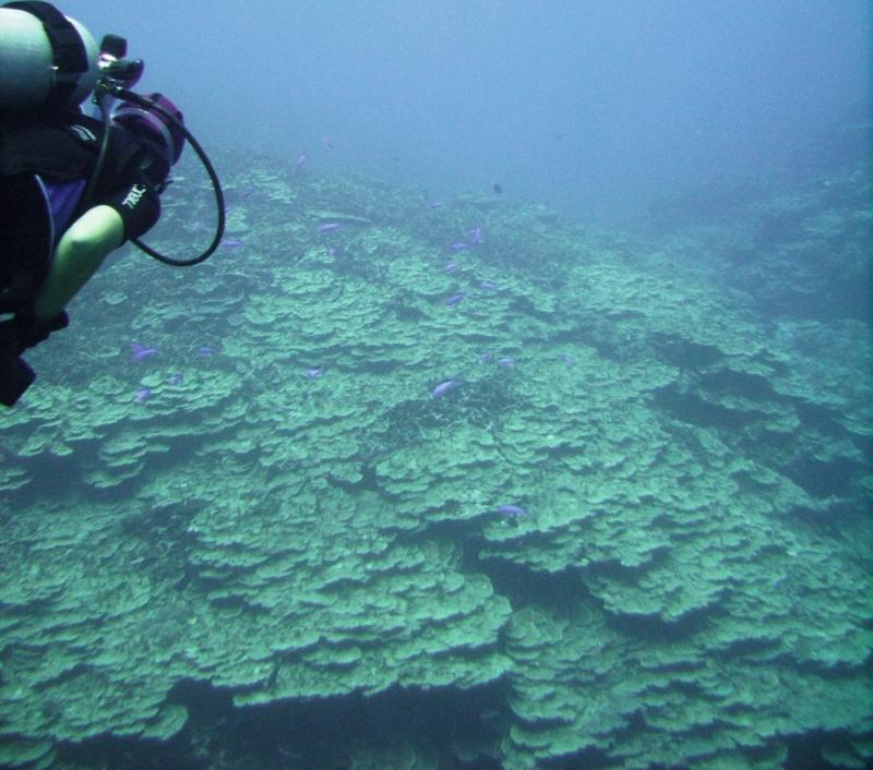 North Zamami-jima - Reef & fish