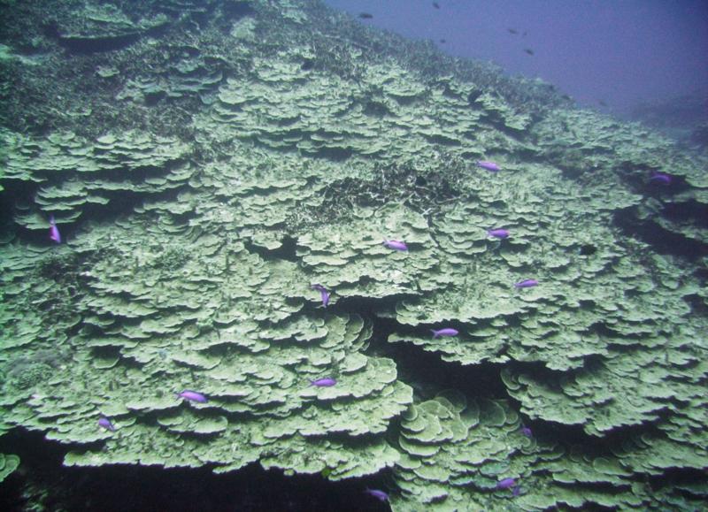 North Zamami-jima - Reef & fish