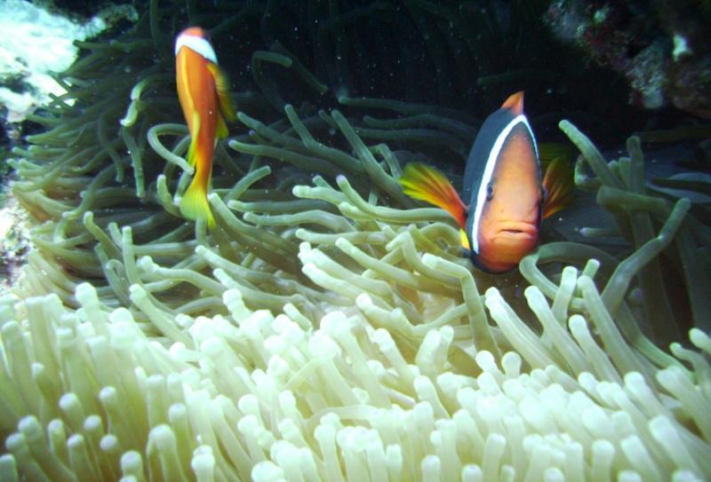 North Zamami-jima - Anemone & fish