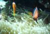 Anemone & fish