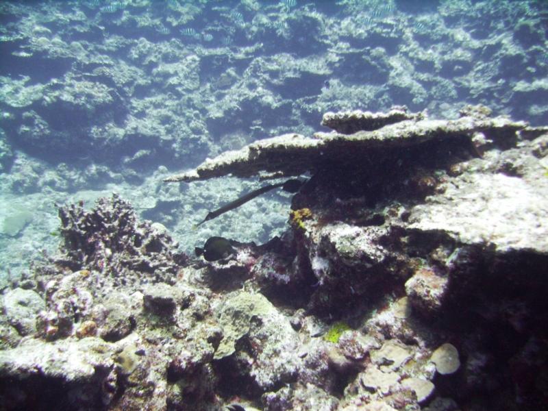 North Zamami-jima - Corals & Trumpetfish