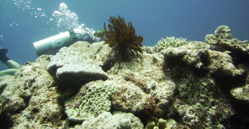 East Zamami-jima - Diver, crinoid & reef