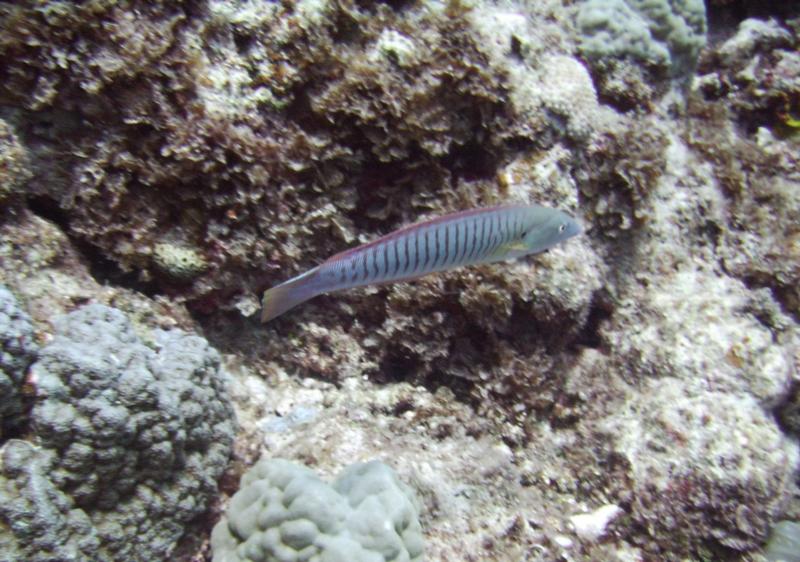 East Zamami-jima - Coris/Wrasse?