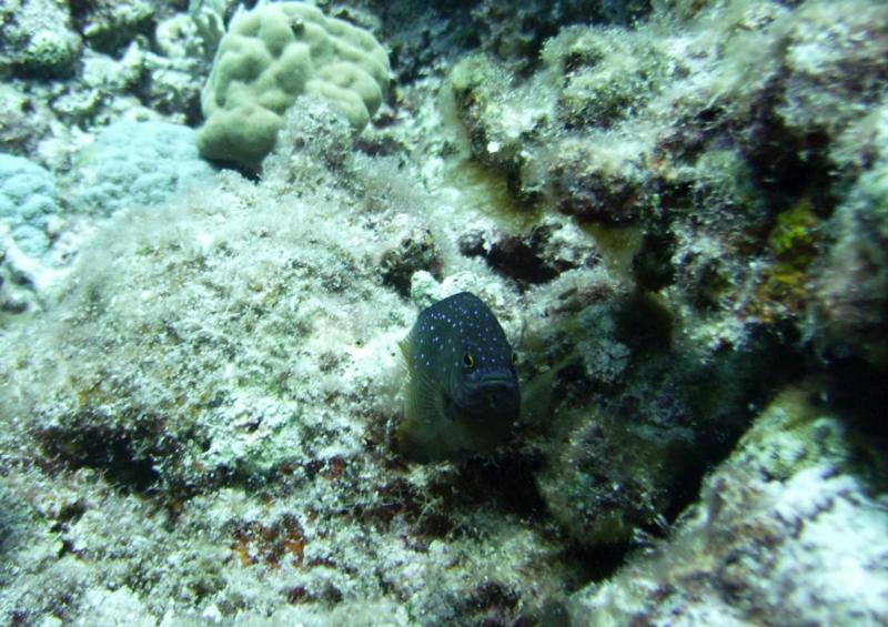 East Zamami-jima - Spotted fish