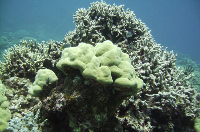 East Zamami-jima - Nice reef scene