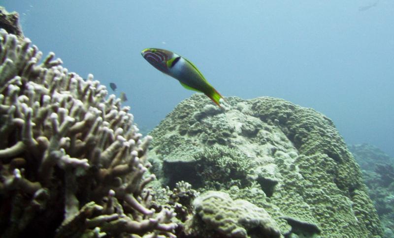 East Zamami-jima - Pretty rainbow-colored wrasse