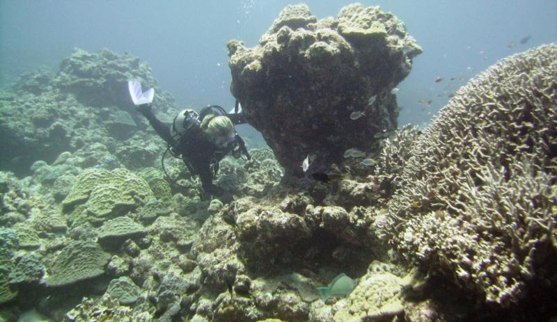East Zamami-jima - Diver finding living treasures