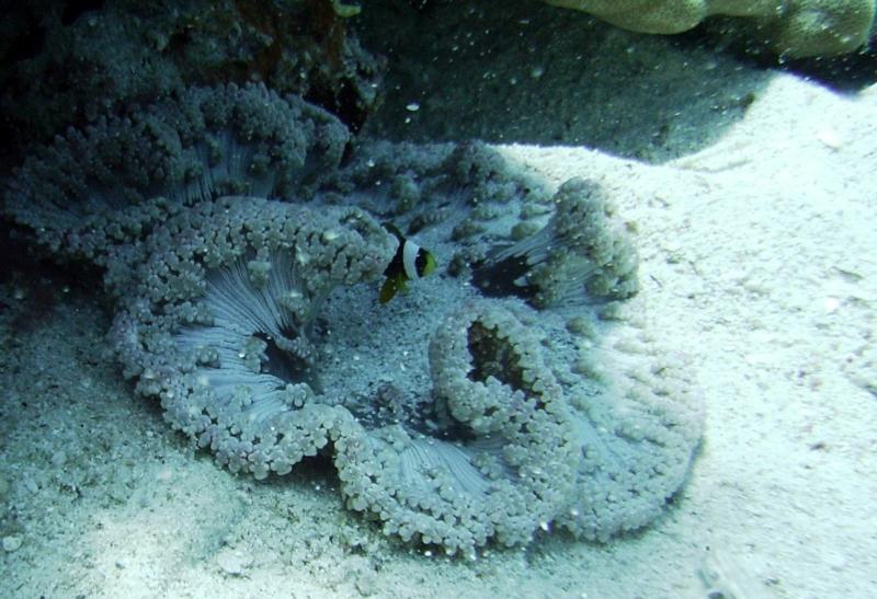 East Zamami-jima - Beaded anemone & fish