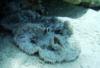 East Zamami-jima - Beaded anemone & fish
