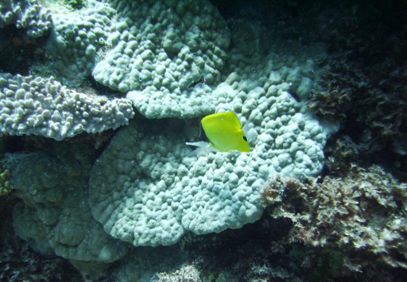 East Zamami-jima - Longnose butterflyfish