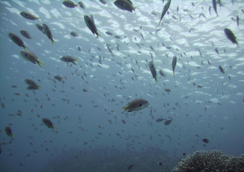 East Zamami-jima - Teeming with fish