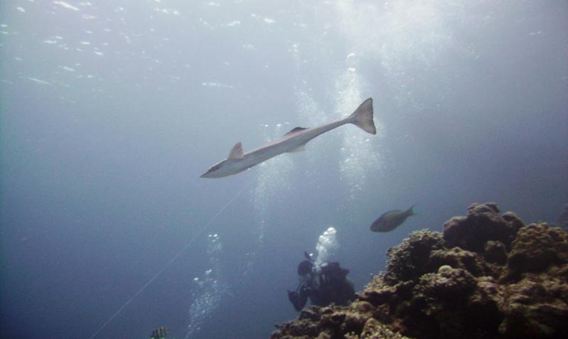 East Zamami-jima - Lamprey