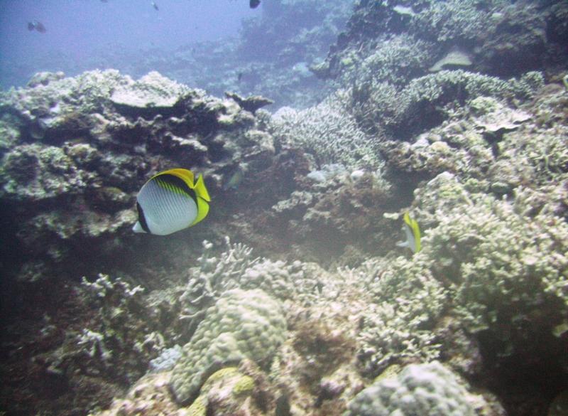 East Zamami-jima - Reef & butterfly fish