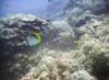 Reef & butterfly fish