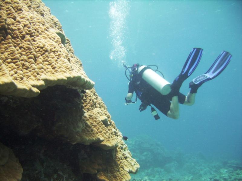 East Zamami-jima - Huge corals & diver