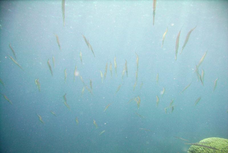 East Zamami-jima - Cornetfish school