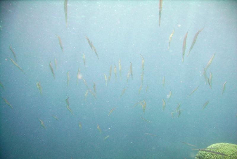 East Zamami-jima - Cornetfish school