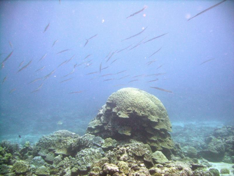 East Zamami-jima - Cornetfish school on reef