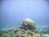 Cornetfish school on reef