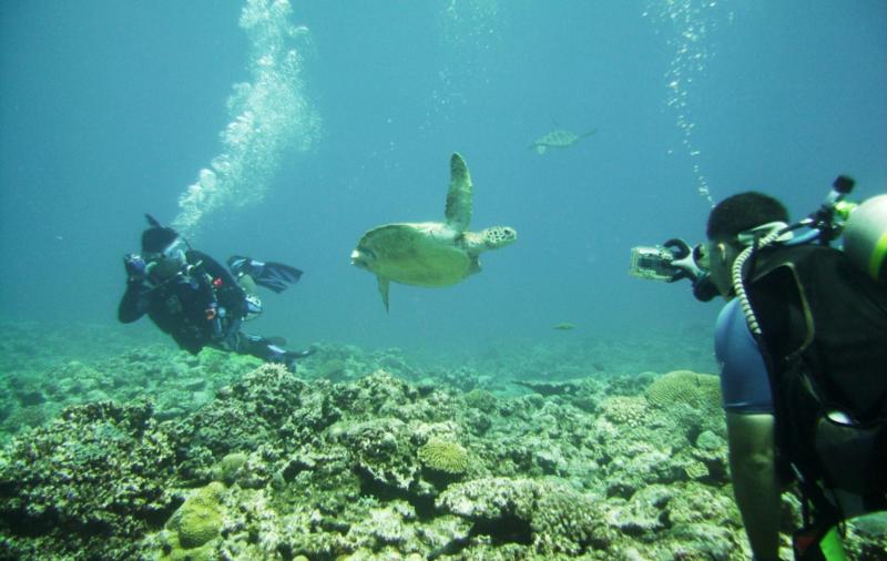 North Tokashiki-jima - Turtles & divers