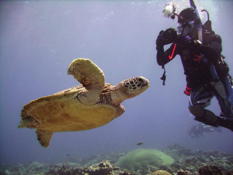 North Tokashiki-jima - Turtle & diver