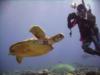 North Tokashiki-jima - Turtle & diver