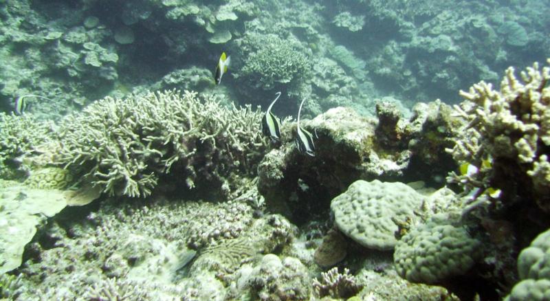 North Tokashiki-jima - Moorish Idols