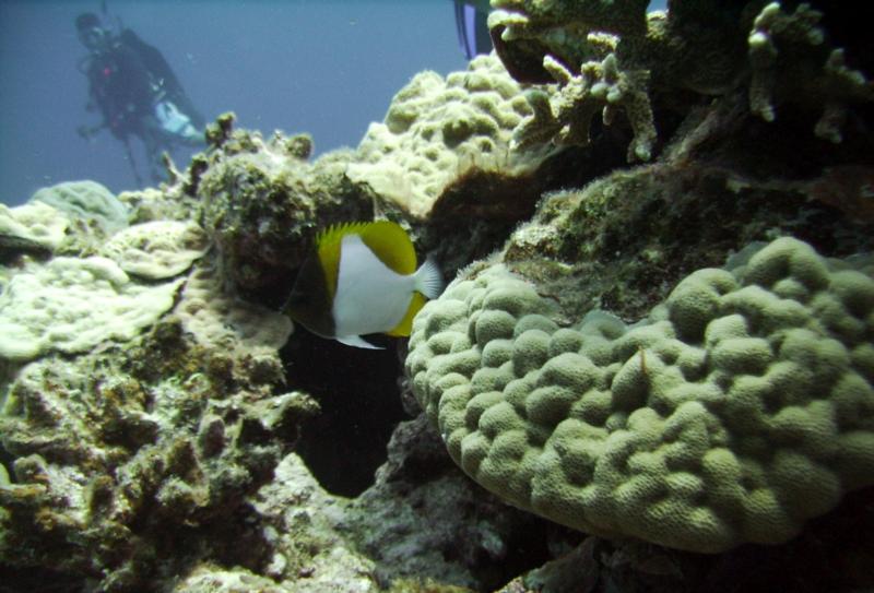 North Tokashiki-jima - Butterfly fish, corals & diver